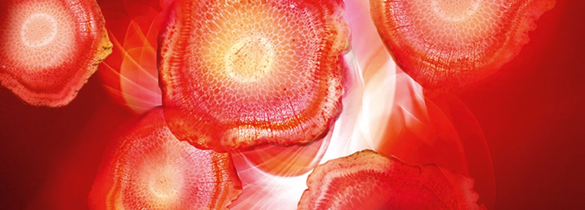 Roter Ginseng mikroskopisch vergrößert